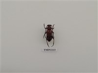 藏品(紅豔天牛)的圖片